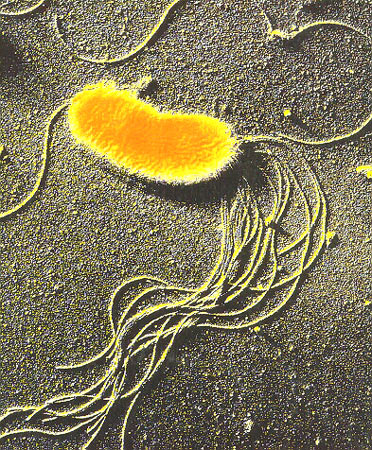 堆肥生物学原理：微生物种类