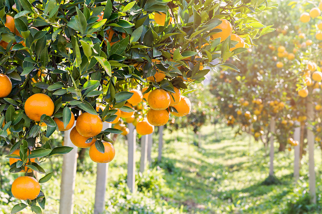 柑橘树能施有机肥吗？如何给柑橘树施有机肥？