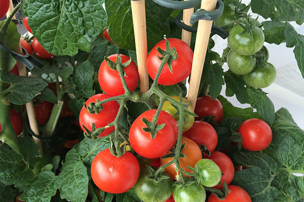 为什么使用有机肥反而觉得西红柿生长不是很旺盛呢？