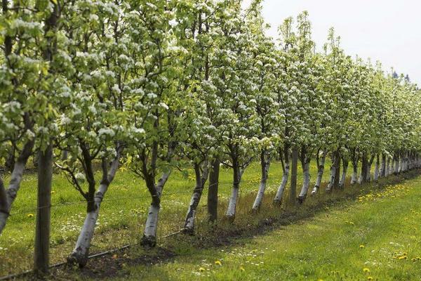 梨树4个时期的施肥特点是什么？