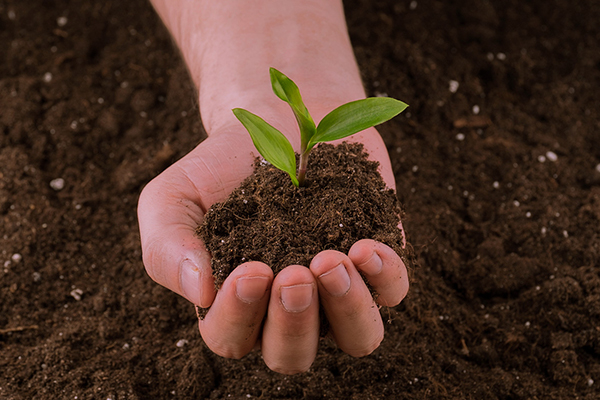 怎么利用有机肥来改善土壤？